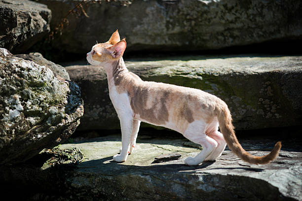 Cornish Rex